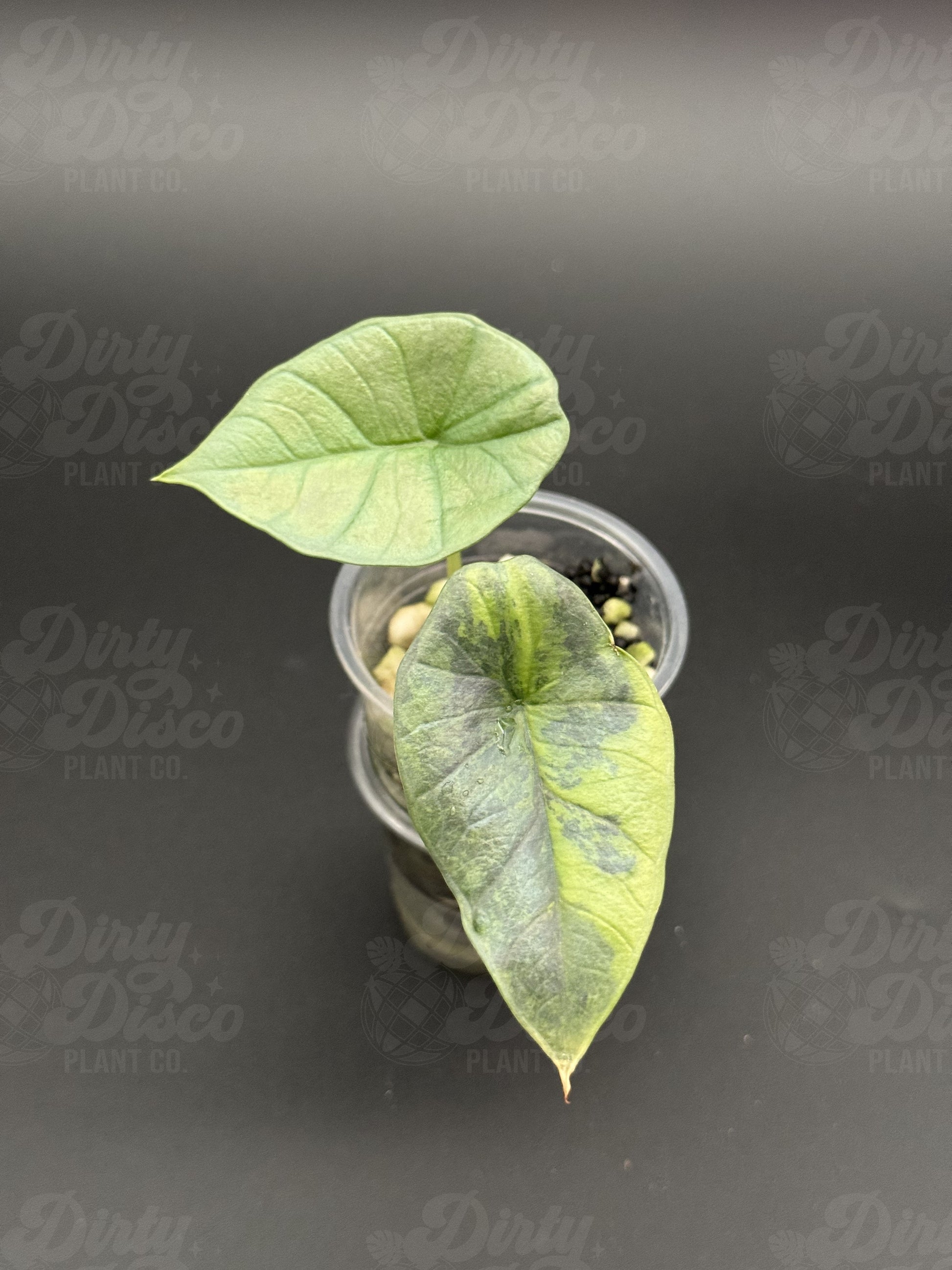 SAMPLE 5 Propagation