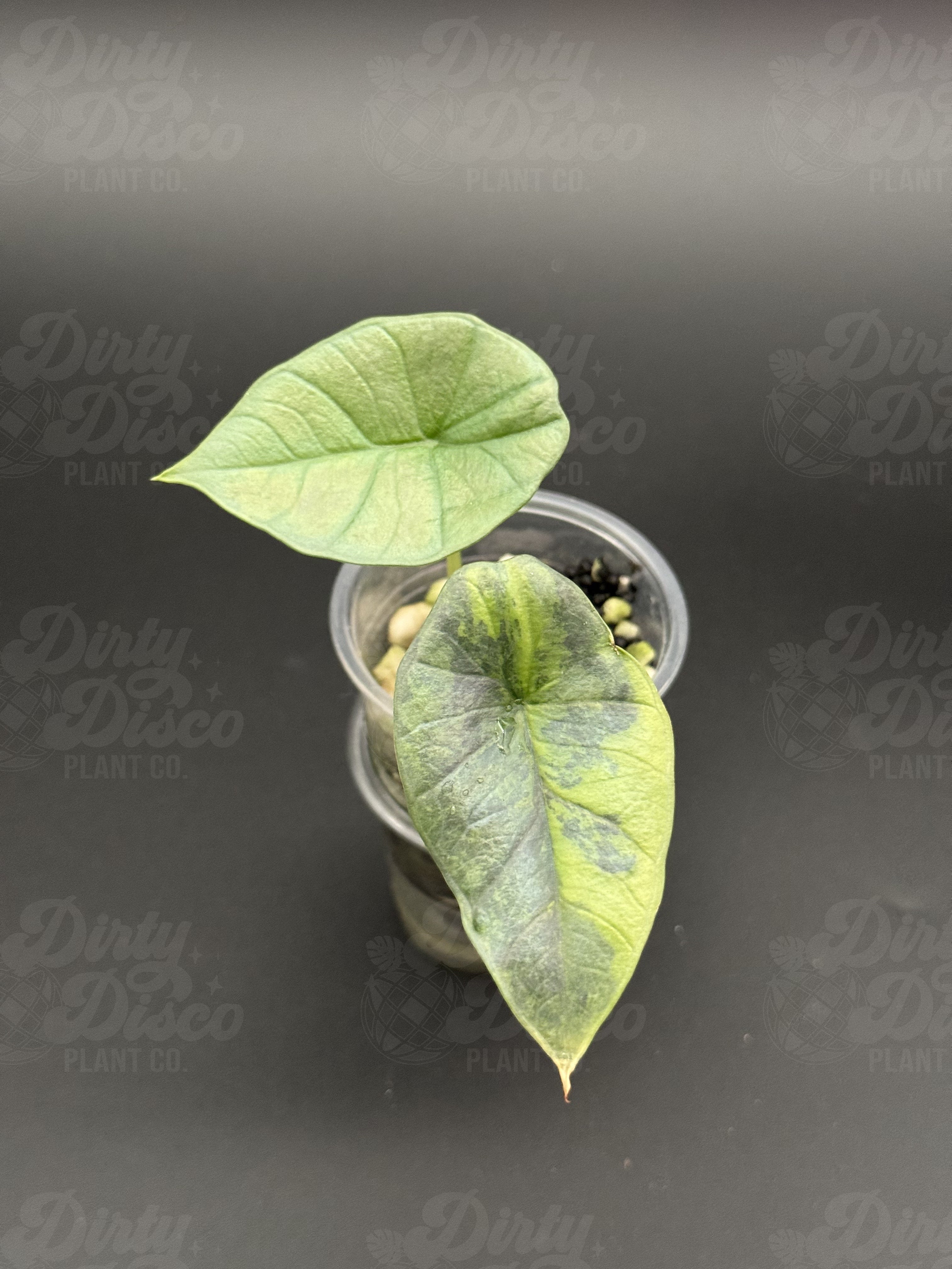 SAMPLE 5 Propagation