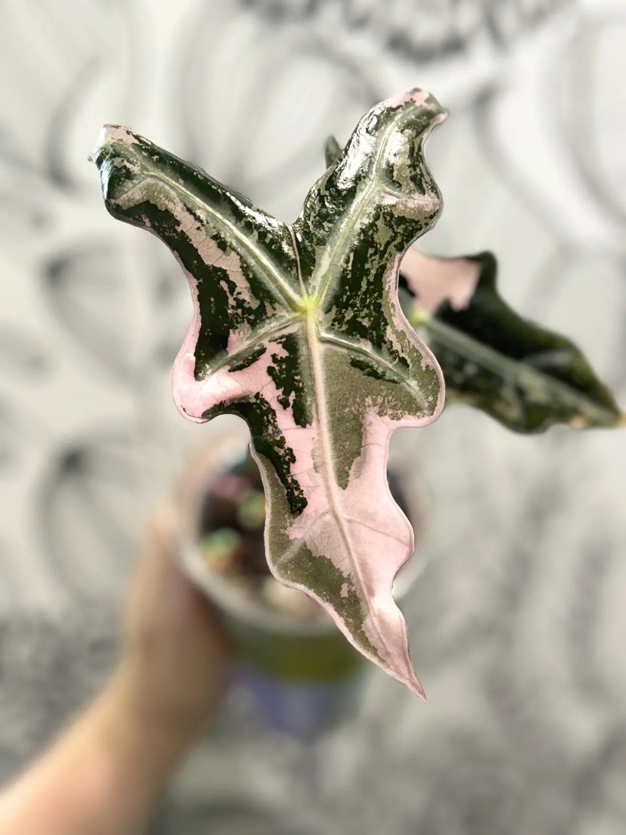 SAMPLE 1 Plant